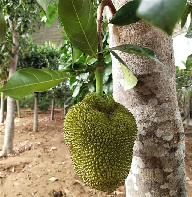 &#30343;&#20896;