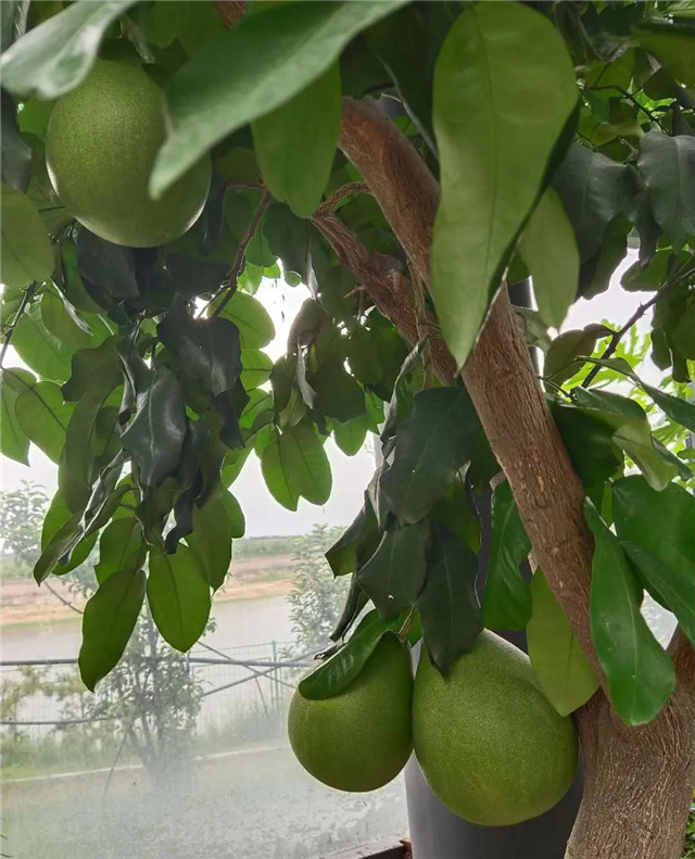&#30343;&#20896;