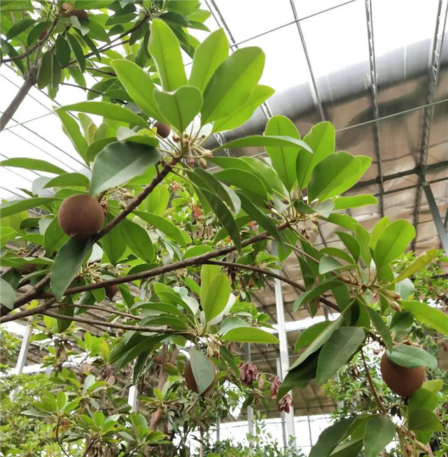 &#30343;&#20896;